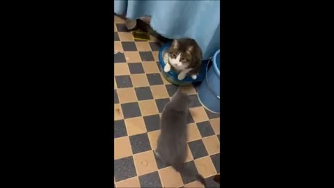Funny cat and dog..😁