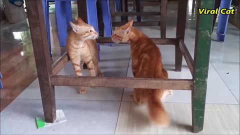 Twocatsfightingeachother