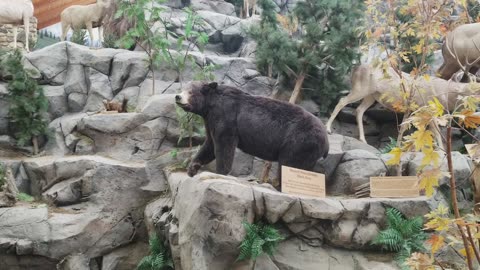 Pennsylvania State Record 800+ Pounds Black Bear.