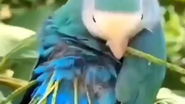 Amazing Lovebirds