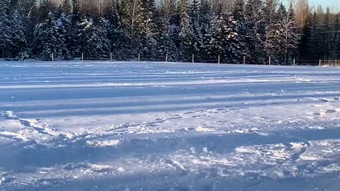 Charging Horses playing in Snow