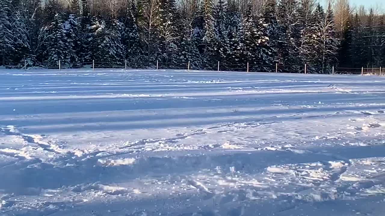 Charging Horses playing in Snow