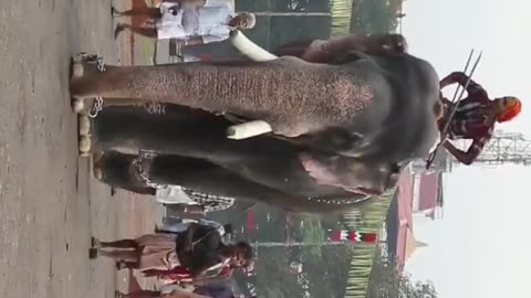 Thiruvambadi Sivasundar #keralaelephants #aanapremi #elephant #sree4elephants