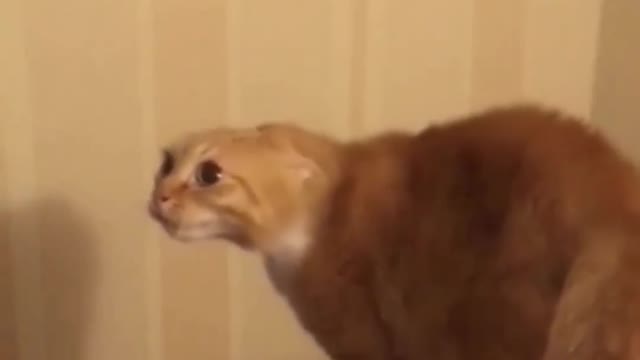 Omg 👁️👄👁️ 🐱 cat