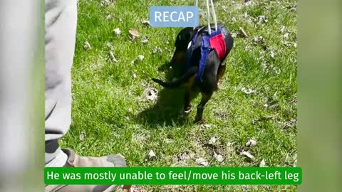 Crusoe Dachshund's 3 Week Update - Recovering from IVDD Back Surgery