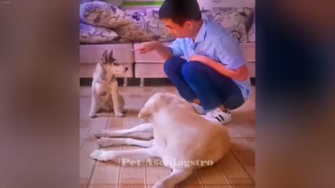 CLASSIC Dog and Cat Videos 1 HOURS of FUNNY Clips Cute baby animals videos