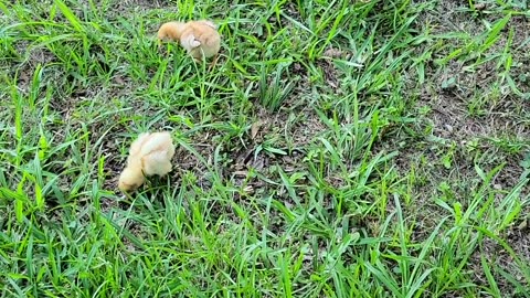 Baby chickens playing in yard