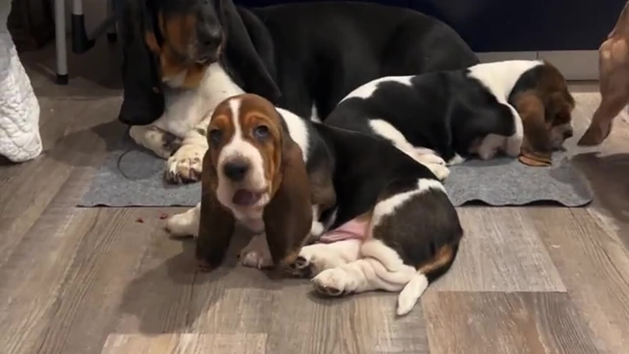 puppys