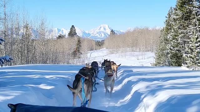 Dogsledding in Wyoming