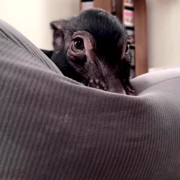 How about a pet piggy????