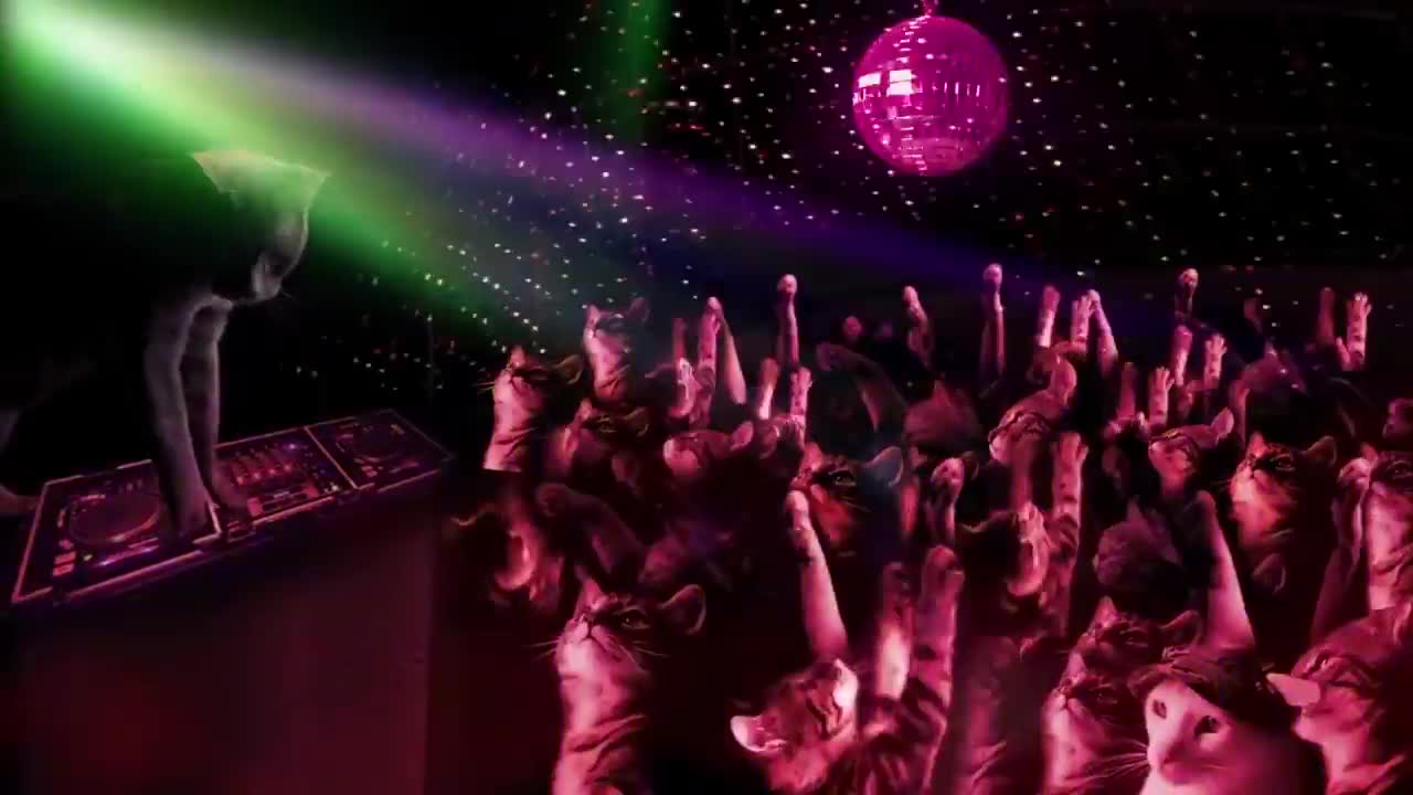 Cat funny video & cat party j
