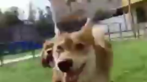 Cute and funny dog training video 2022,#shorts viral videos#usa