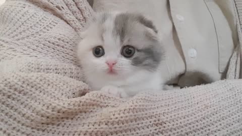 Waw...cute kitten