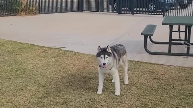 Why do Huskies always make you ask 12 times when it's time to leave the park!