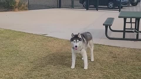 Why do Huskies always make you ask 12 times when it's time to leave the park!