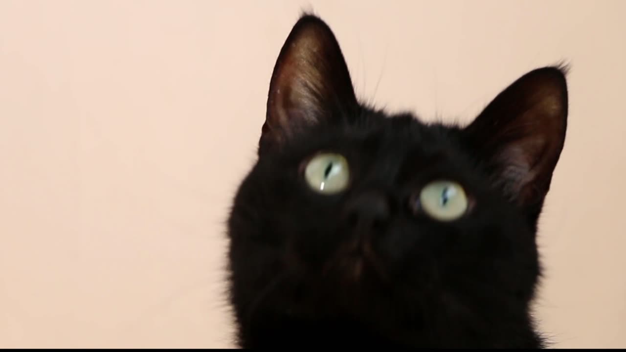 A confused Black Cat shaking his head. Cat funny moment.