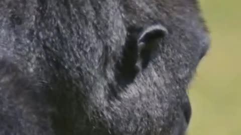 Everything You Need to Know About Gorillas-Fascinating Gorilla Facts and Behavior #gorilla #animals