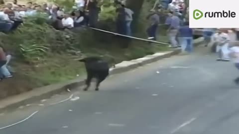 Old funny bull fight compilation