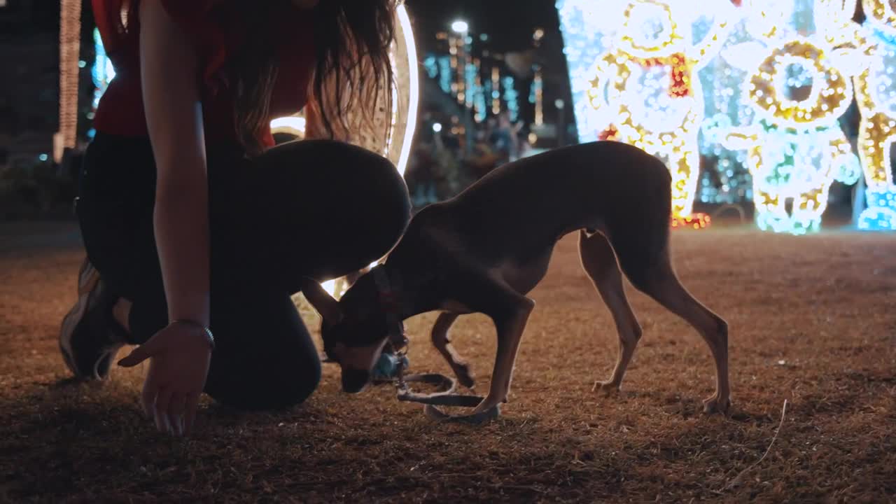 Women feeding a puppy in a Christmas park at night