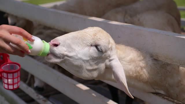 Woman Hand Feeding White Cute Sheep with Milk Bottle