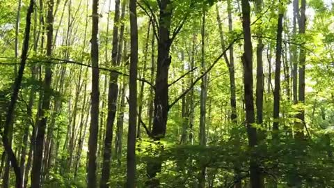 🌞 Beautiful sunrise in forest 🎧 🌅 🌄 | 🌞 good morning video | 🌞 4K | new