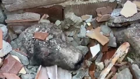 Dog rescued after being 4 days under wreckage of Turkey earthquake. every lives matter ❤️❤️❤️