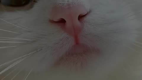 Cat video enjoyment