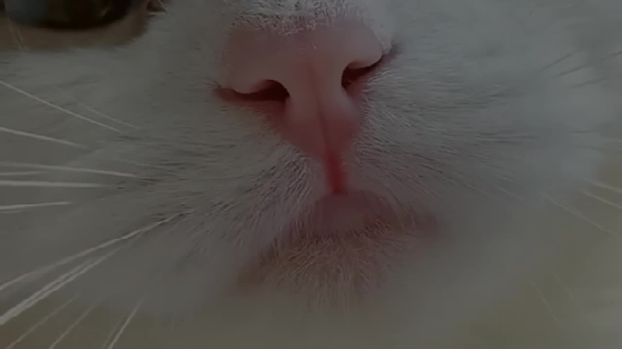 Cat video enjoyment