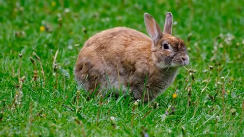 "Garden Explorers: Graceful Rabbits Roaming"