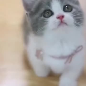 New Word cute cat !😱😱😱😳😳😳Follow Me
