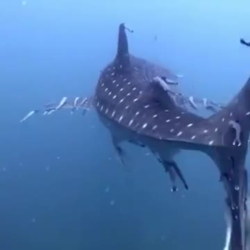 Remora whale shark