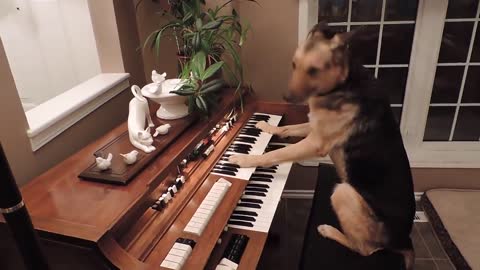 Rescue dog turns on piano and plays