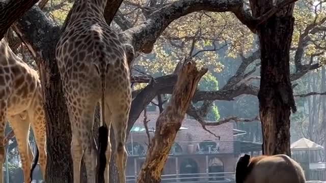 The elephant is stronger than the deer
