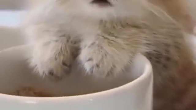 Funny cute and viral videos of cat