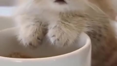 Funny cute and viral videos of cat