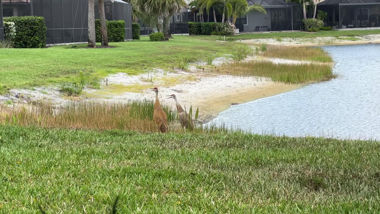 Sandhill Cranes song