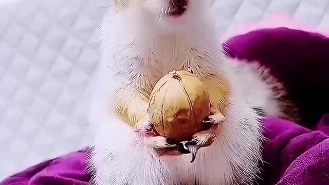 Is the walnut hard or not, can a squirrel bite it?