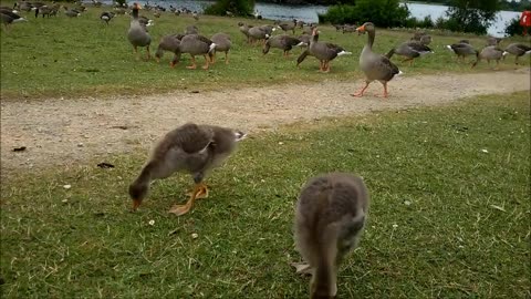 In The Middle Of A Gaggle Of Geese