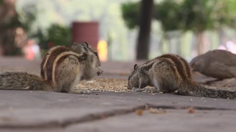 Video of a Squirrel Eating Squirrels and Birds Eating Seeds at the Park