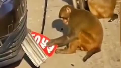 What a naughty monkey