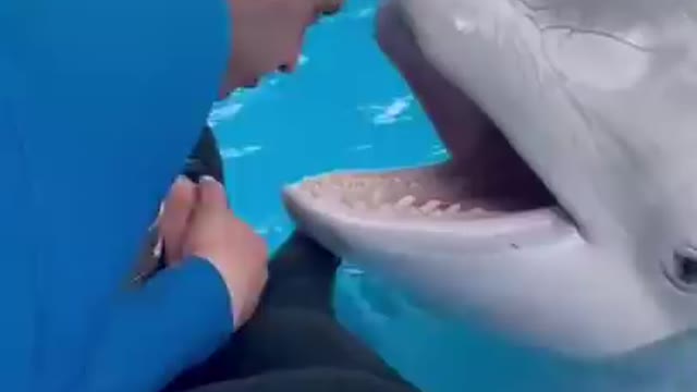 dolphin fishπ πππ πππ ππ video