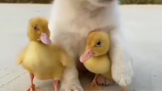 Cute puppy playing with duck baby.