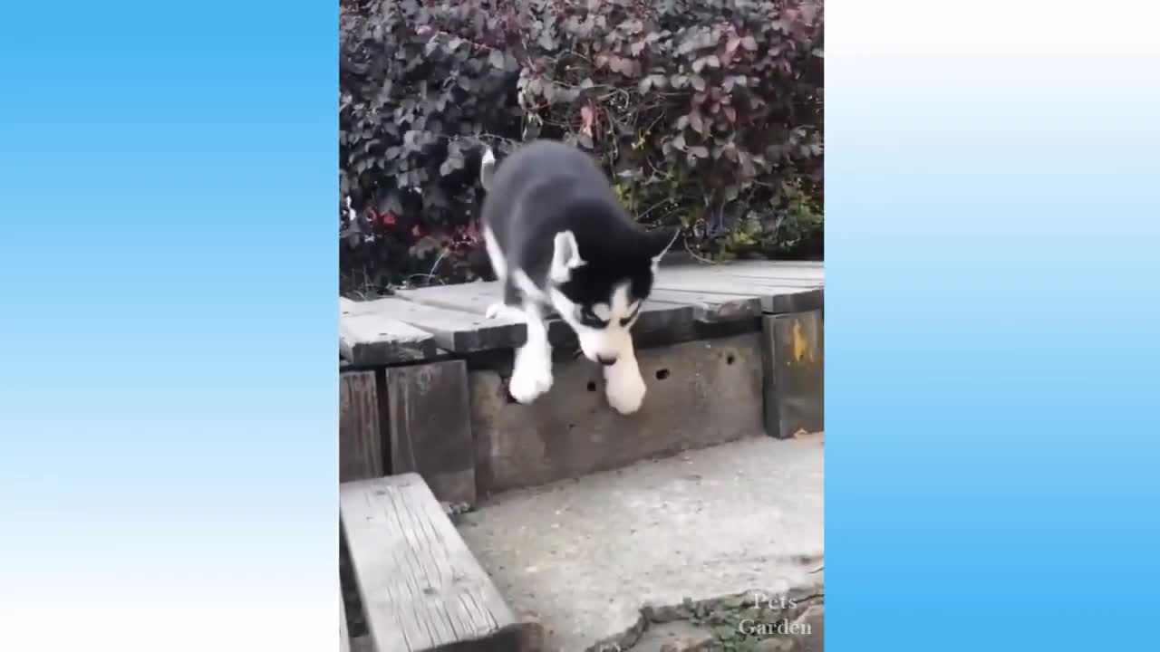 The Funniest Animal and Pet Videos of the Cute Cats and Animals