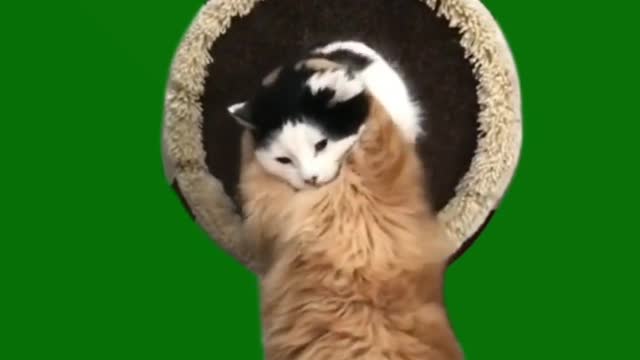 #Funny # Cat