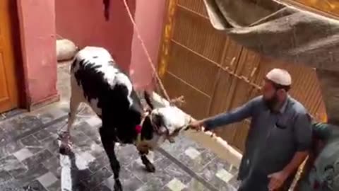 Dangerous Dhani Bull Qurbani | Angry Bull 2023