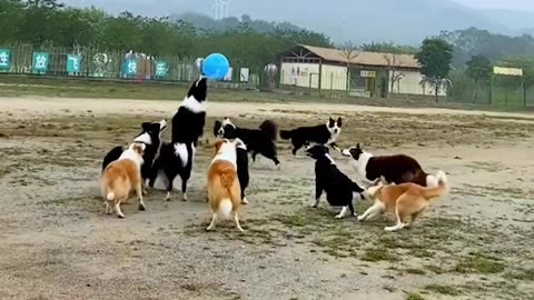 Dogs are playing Volleyball 🐕🐶
