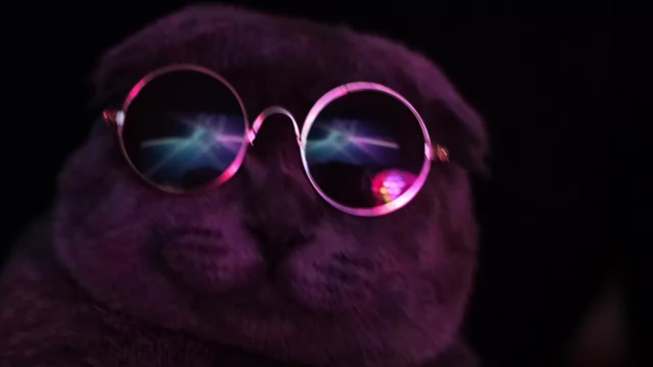 funny cat video