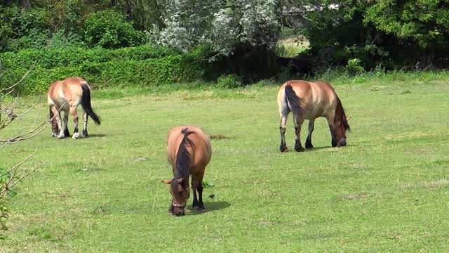 The horses were eating.