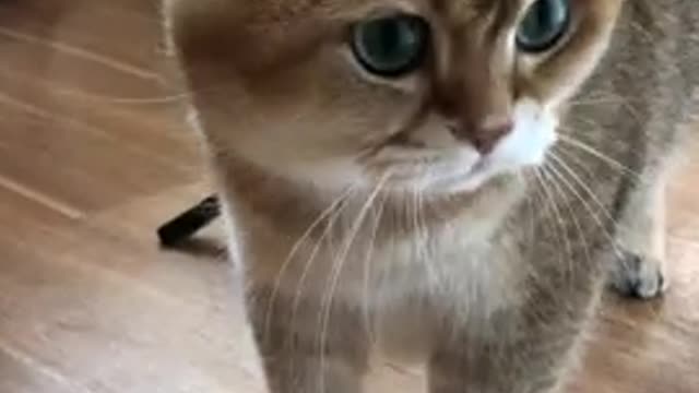 Hosico and ASMR