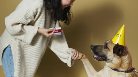 Awesome Dog Hand shake Training with A trainer || German Shephard